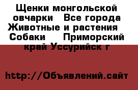 Щенки монгольской овчарки - Все города Животные и растения » Собаки   . Приморский край,Уссурийск г.